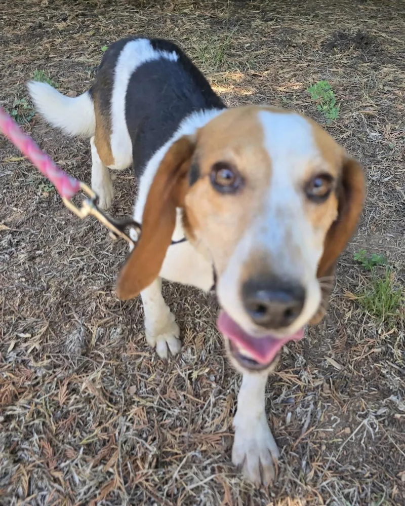 An adult small-sized male Tricolor (Brown, Black, & White) Beagle dog named Elmer for adoption in Lexington, MA