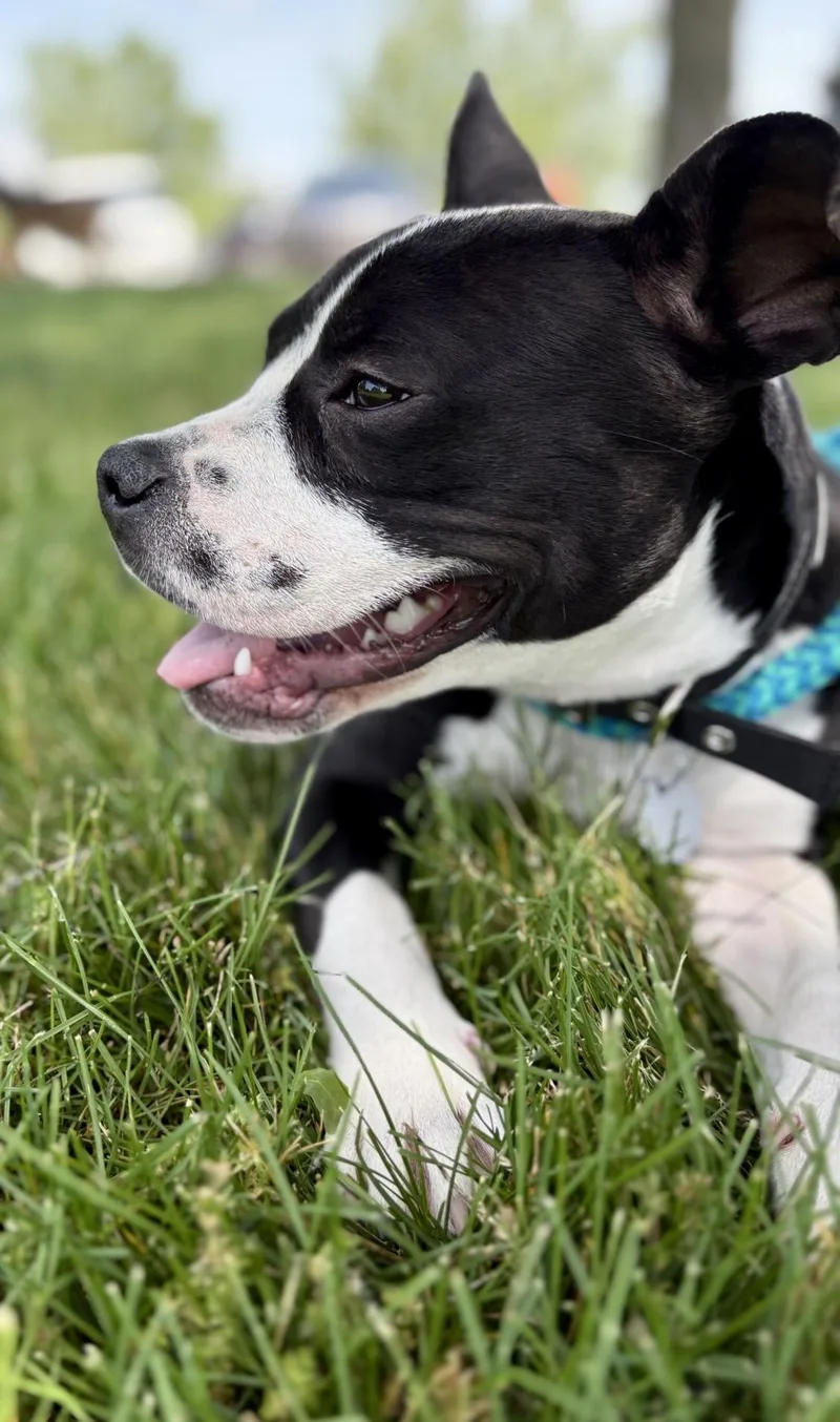 A baby medium-sized female Boston Terrier dog named Blanche for adoption in Oxford, MI