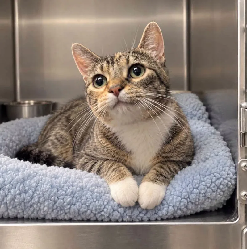 A young medium-sized female Domestic Short Hair cat named Bluey for adoption in Kansas City, KS