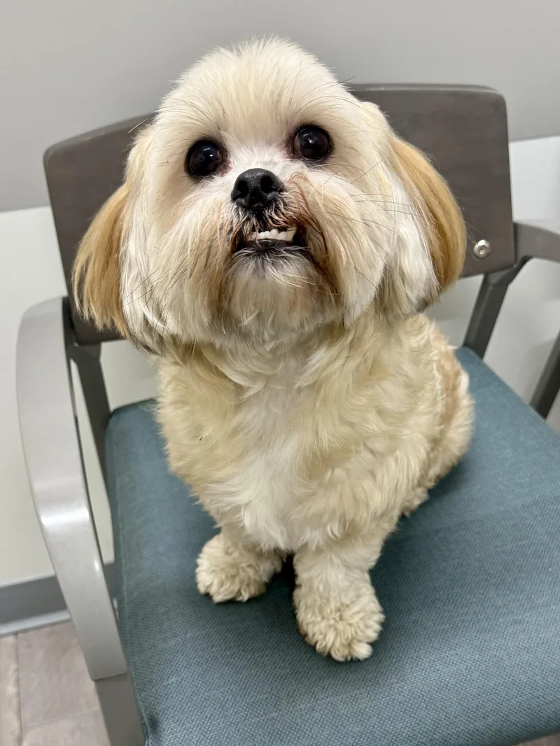 An adult small-sized male Apricot / Beige Shih Tzu dog named Max for adoption in Los Alamitos, CA