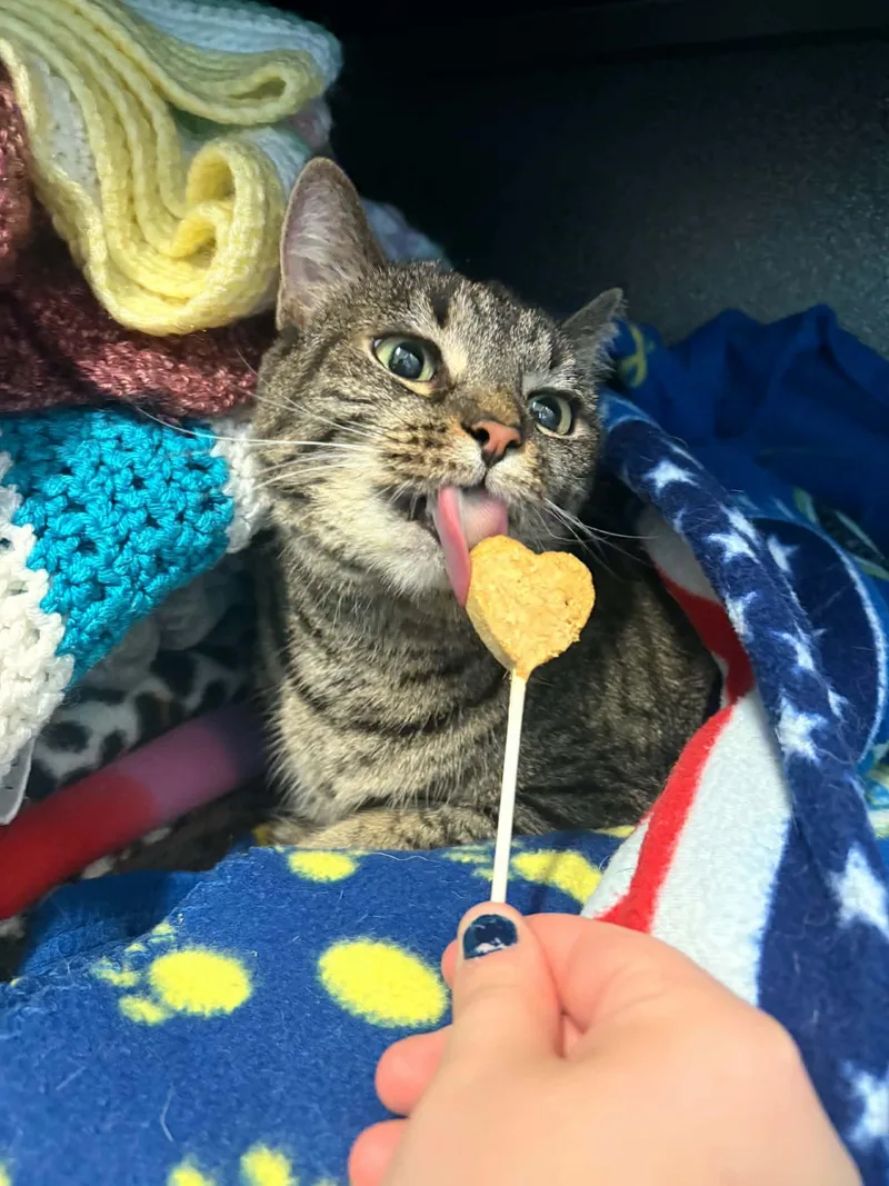 An adult large-sized female Tabby (Buff / Tan / Fawn) Domestic Short Hair cat named Happy for adoption in Lock Haven, PA