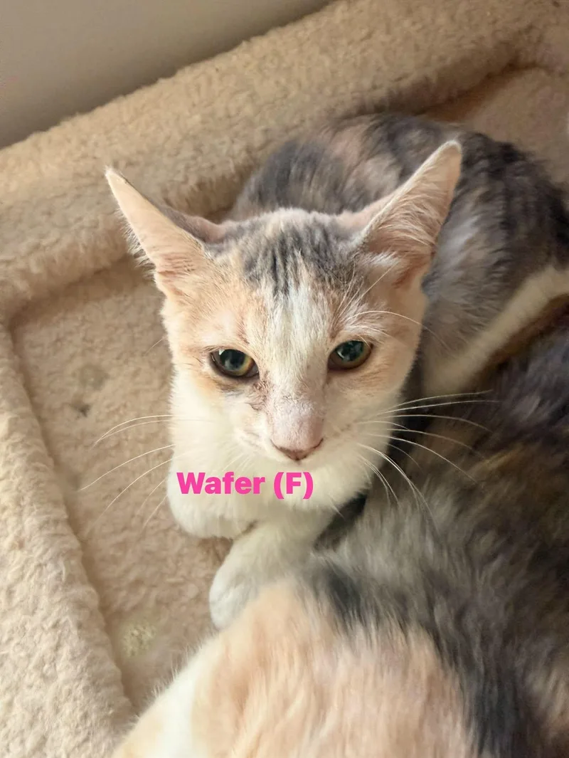A baby small-sized female Dilute Calico cat named Wafer for adoption in Clarksville, TN