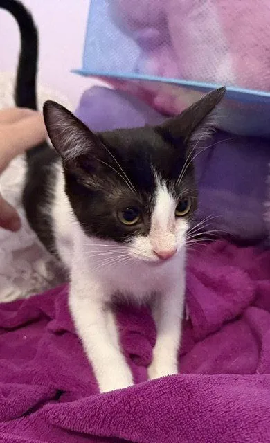 A baby medium-sized female Black & White / Tuxedo Domestic Short Hair cat named Poppy for adoption in Orlando, FL