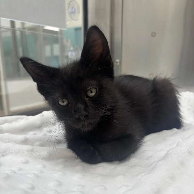 A baby small-sized male Black Domestic Short Hair cat named Matthias for adoption in Corpus Christi, TX