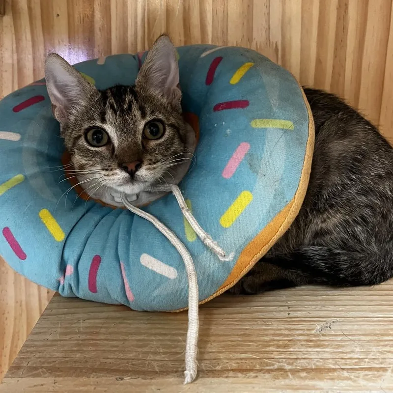 A baby small-sized female Brown / Chocolate Domestic Short Hair cat named Jin for adoption in Yucca Valley, CA