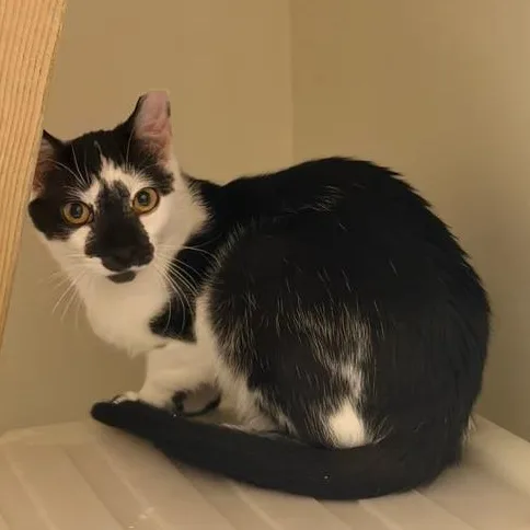 A young medium-sized male Black & White / Tuxedo Domestic Short Hair cat named Cousin for adoption in Athens, GA