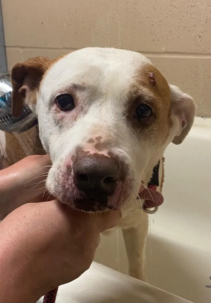 An adult medium-sized female Pit Bull Terrier dog named Rosie for adoption in Beebe, AR
