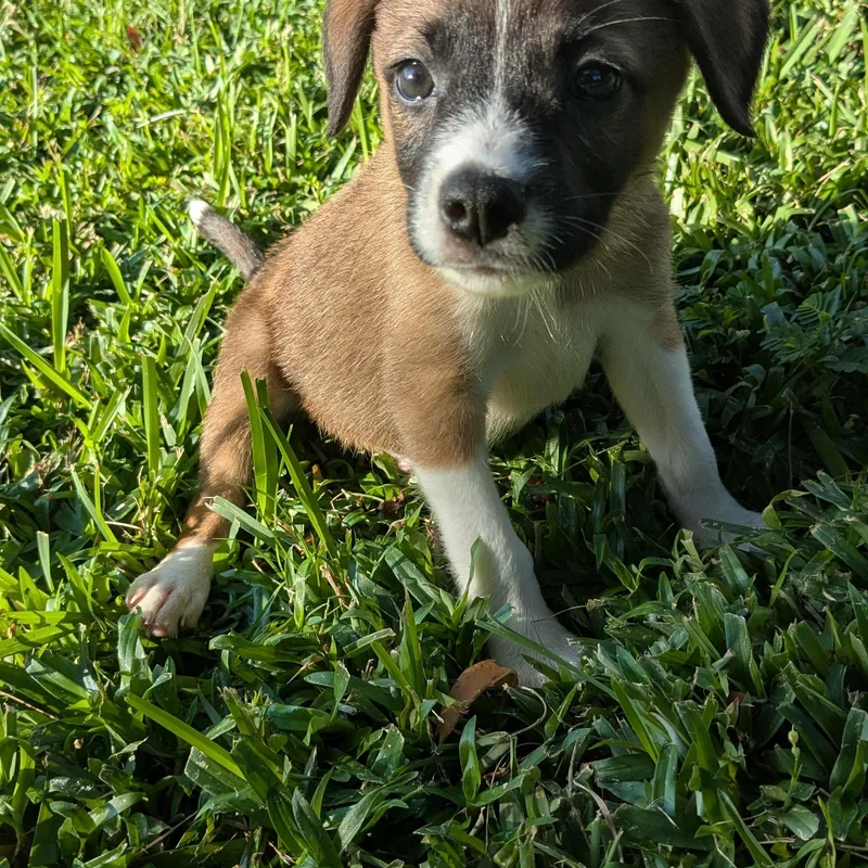 Mason