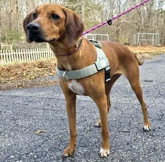 A young medium-sized female Red / Chestnut / Orange Redbone Coonhound dog named Bindi for adoption in New York, NY