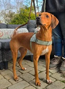 Bindi thumbnail 3