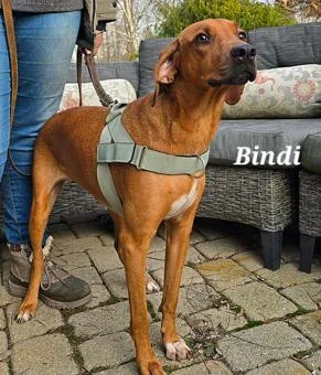 Bindi thumbnail 4