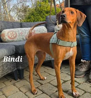 Bindi thumbnail 6