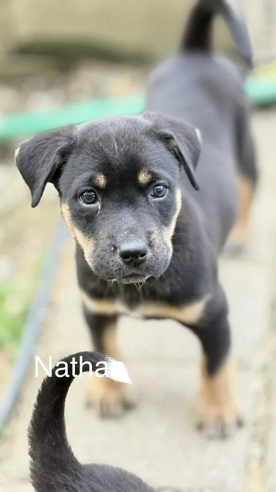 A baby medium-sized male Mixed Breed dog named Nathan ShelleyTed Lasso Litter for adoption in Columbus, OH
