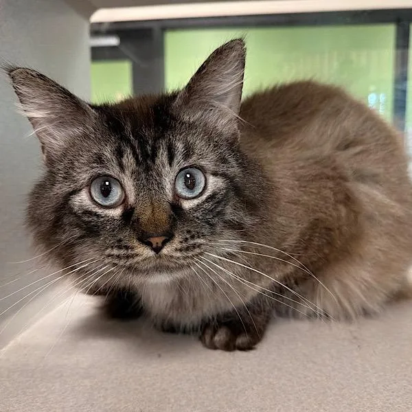 An adult medium-sized male Siamese cat named Charles for adoption in Des Moines, IA