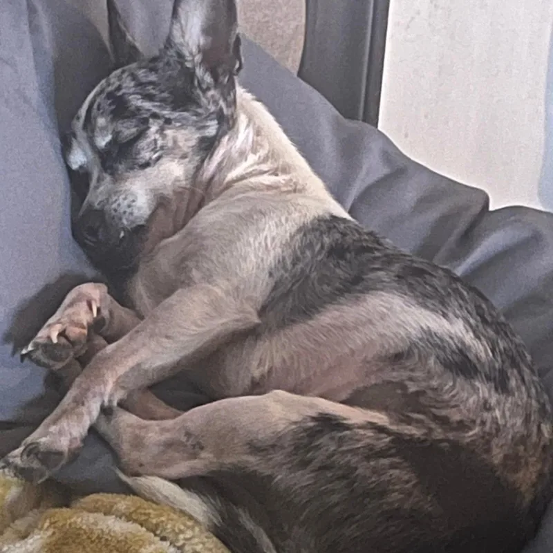 An adult small-sized female Black Chihuahua dog named Misty for adoption in New York, NY
