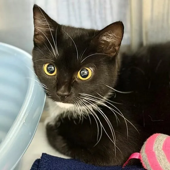A young medium-sized female Black Domestic Short Hair cat named Oreo for adoption in Columbia, MD