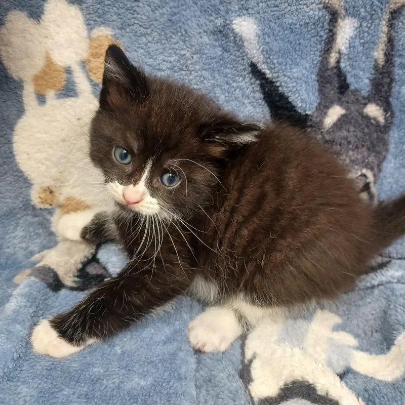 A baby small-sized male Domestic Short Hair cat named Miller for adoption in New Tazewell, TN