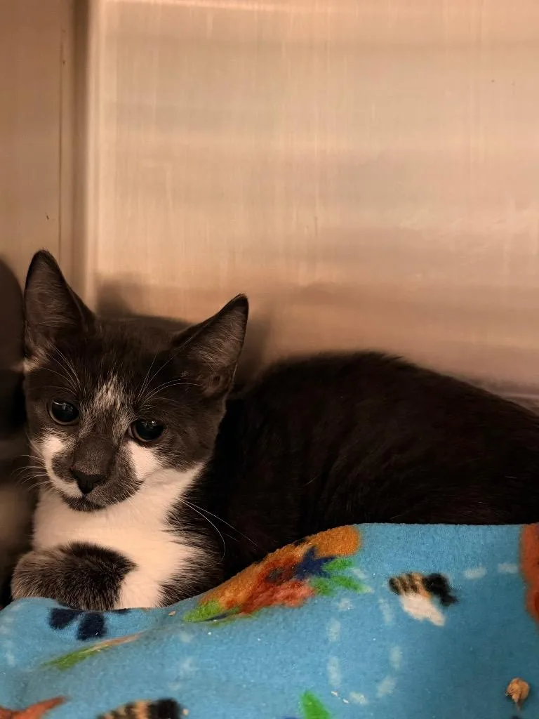 A baby small-sized male Domestic Short Hair cat named Tj for adoption in Ocala, FL
