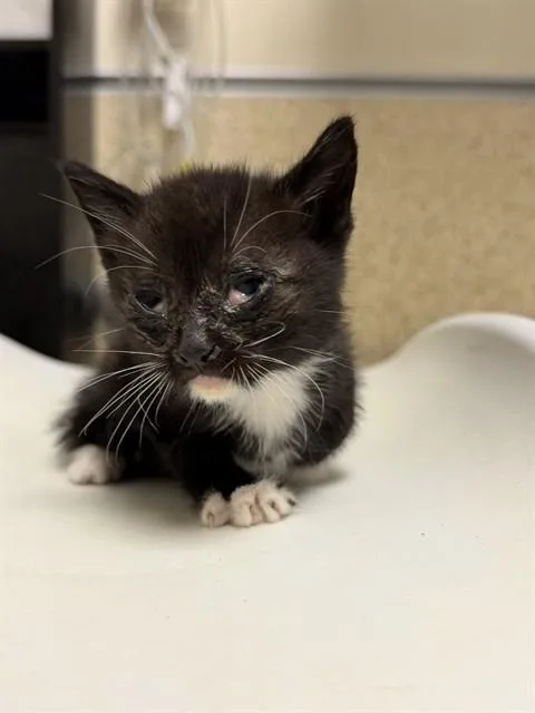A baby small-sized male Domestic Short Hair cat named A for adoption in Riverside, CA