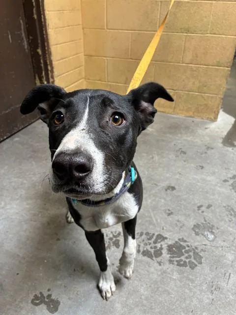 A young large-sized male Pit Bull Terrier dog named Polo for adoption in Stockton, CA