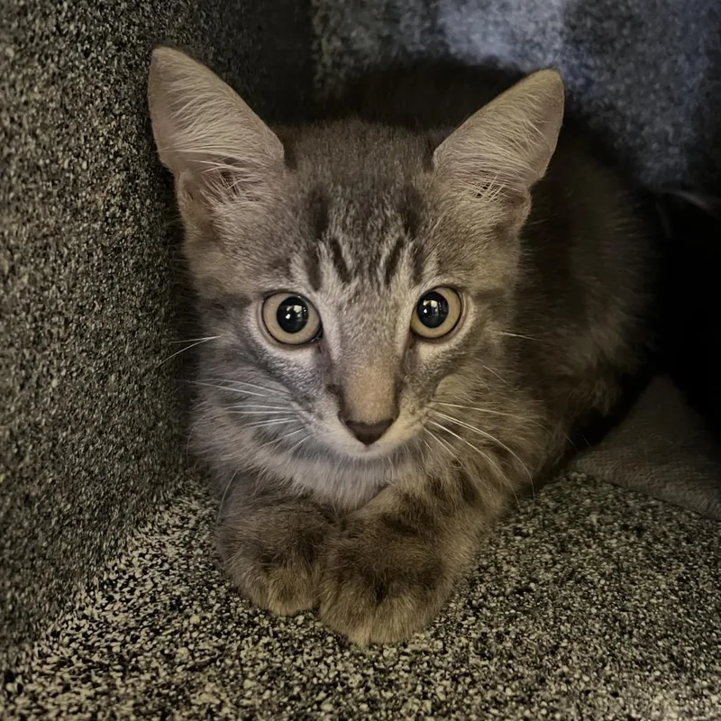 A baby small-sized male Gray / Blue / Silver Domestic Short Hair cat named C.c. for adoption in Naples, FL