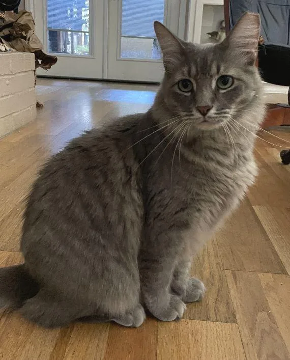 Patti O'Cat