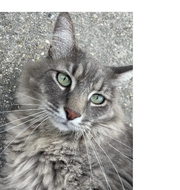 Patti O'Cat thumbnail 2