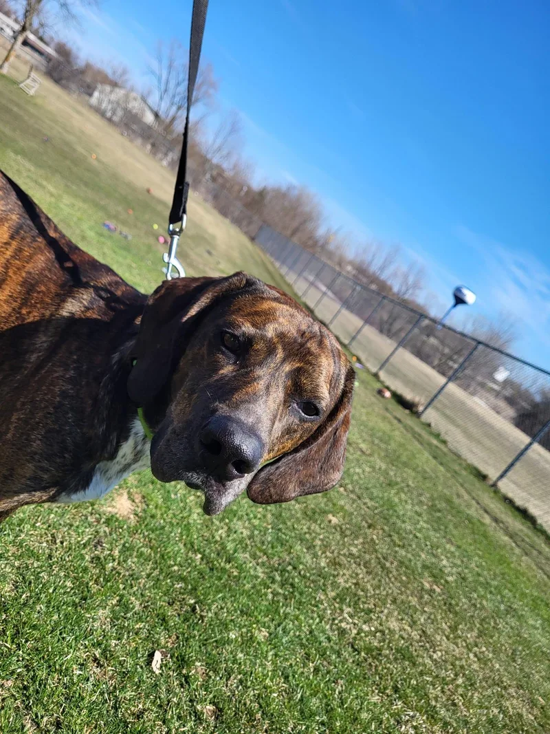 An adult large-sized male Brindle Hound dog named Dewey for adoption in Chilton, WI