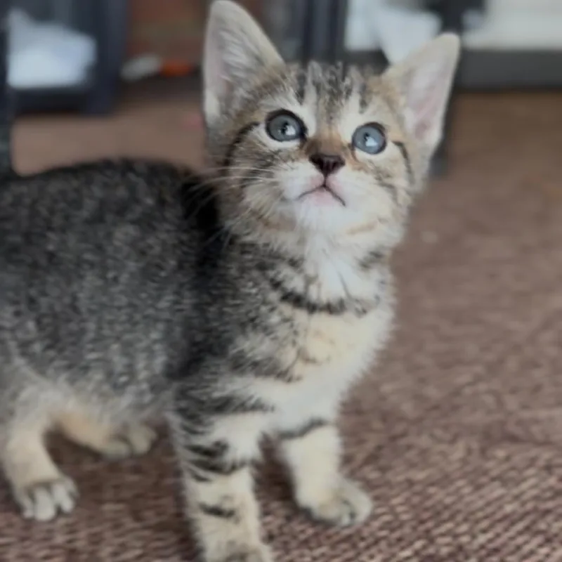 A baby small-sized female Brown / Chocolate Domestic Short Hair cat named Anna for adoption in Huntsville, AL