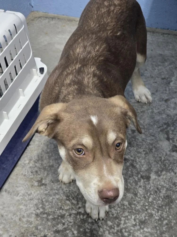 A baby medium-sized male Tricolor (Brown, Black, & White) Mixed Breed dog named Huxley for adoption in Evansville, IN