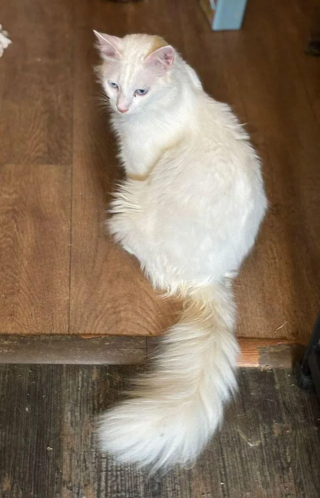 A young medium-sized female White Persian cat named Soka for adoption in WOLCOTT, CT