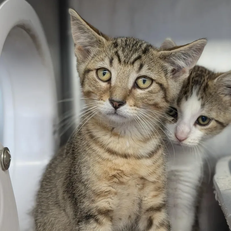 A baby medium-sized male Tabby (Buff / Tan / Fawn) Domestic Short Hair cat named Cassian for adoption in Cape Girardeau, MO
