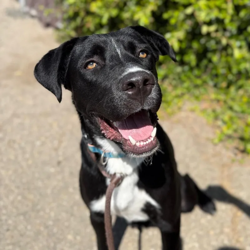An adult large-sized male Black Labrador Retriever dog named Jeff for adoption in Santa Barbara, CA