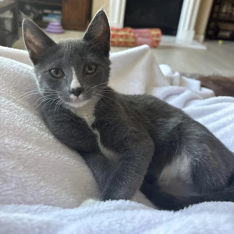 A baby small-sized female Gray & White Domestic Short Hair cat named Matilda for adoption in Antioch, CA