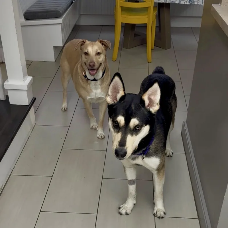 An adult medium-sized male Yellow / Tan / Blond / Fawn Husky dog named Juneau for adoption in Houston, TX