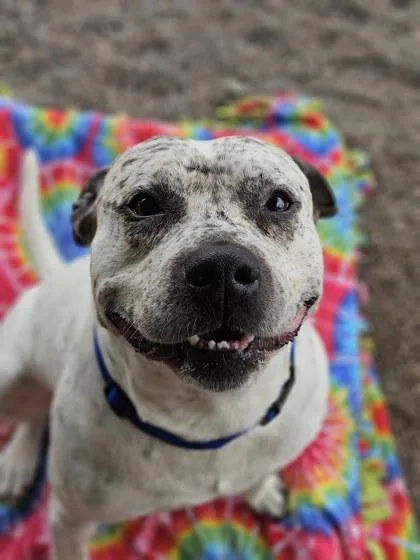 An adult large-sized male Terrier dog named Oliver LugNut for adoption in Winona, MN