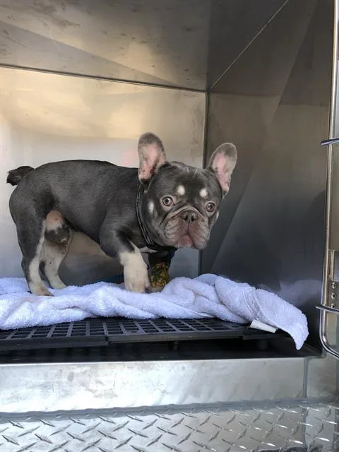 A young small-sized male French Bulldog dog named Knox for adoption in Dallas, TX