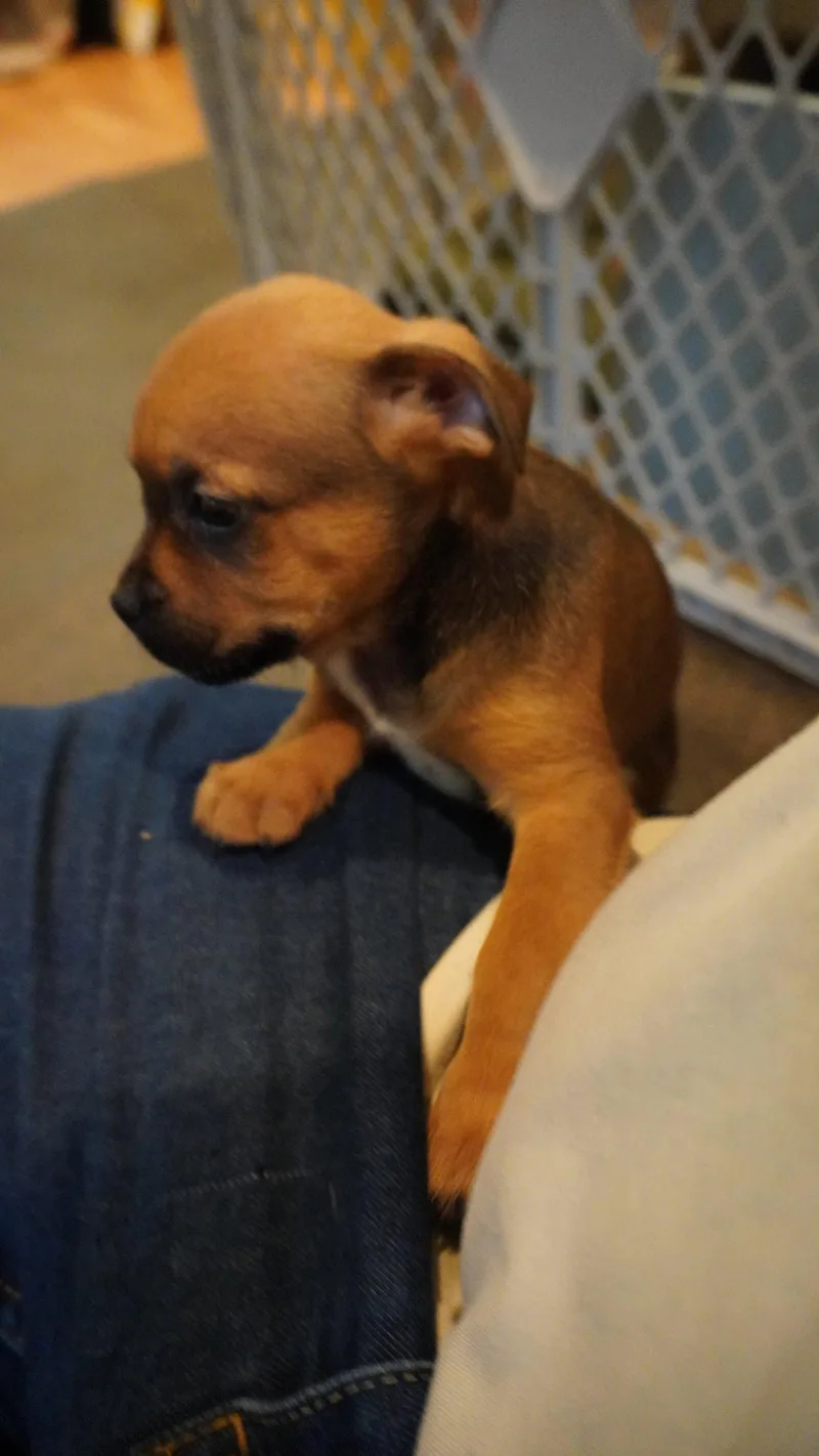 A baby medium-sized female Beagle dog named Aspen for adoption in Herndon, VA