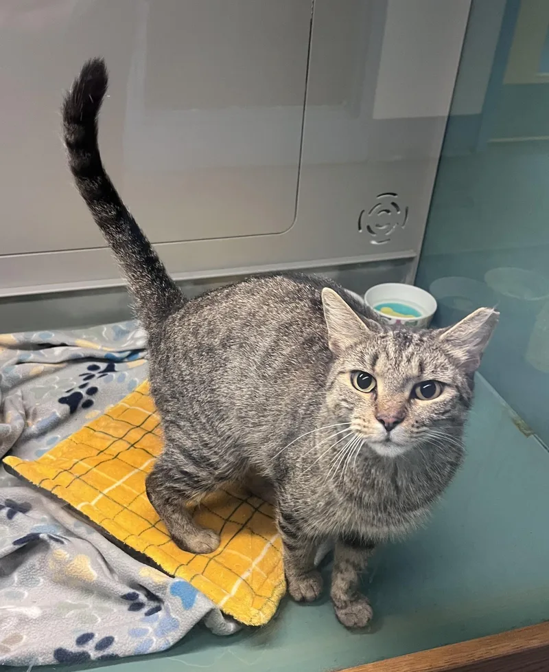 An adult medium-sized female Domestic Short Hair cat named Jazzy for adoption in Suffolk, VA