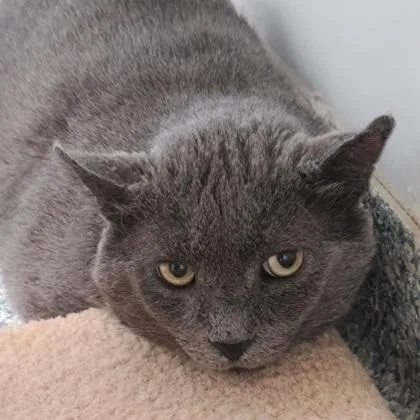 An adult large-sized male Domestic Short Hair cat named Walter for adoption in Verona, WI