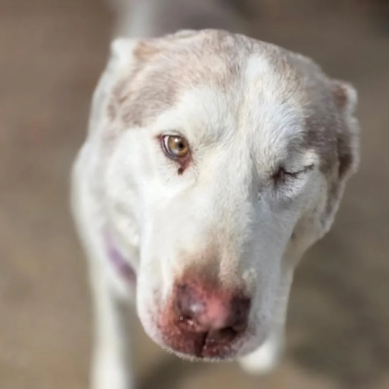 Bellini Aka Wink thumbnail 3