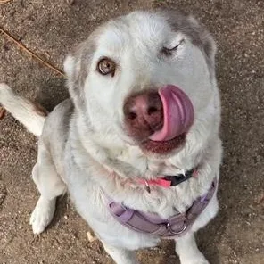 Bellini Aka Wink thumbnail 4