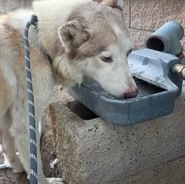 Bellini Aka Wink thumbnail 5