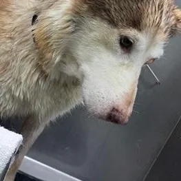 Bellini Aka Wink thumbnail 6