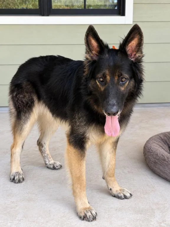 An adult large-sized male Bicolor German Shepherd Dog dog named Chase for adoption in Austin, TX