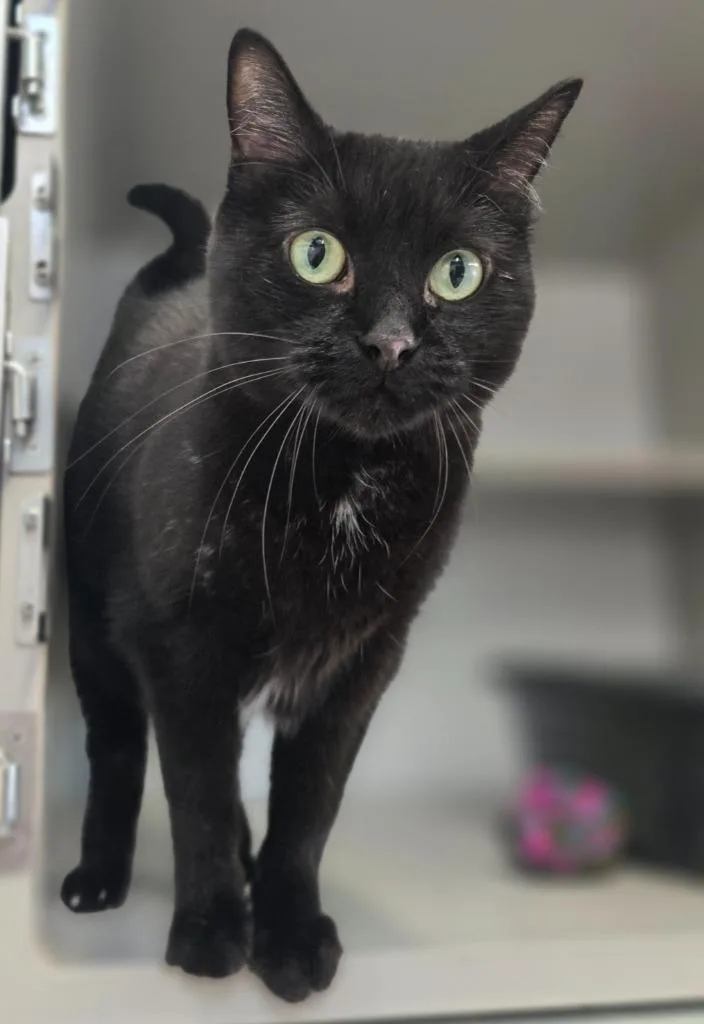 An adult large-sized female Domestic Short Hair cat named Poptart for adoption in Viroqua, WI