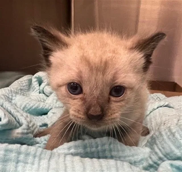 A baby small-sized male Domestic Short Hair cat named Beezus for adoption in Baytown, TX