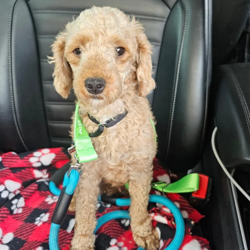 An adult small-sized female Brown / Chocolate Miniature Poodle dog named Valentina for adoption in Sinking Spring, PA