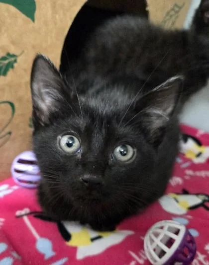 A baby small-sized male Domestic Short Hair cat named Whiny for adoption in Cumming, GA
