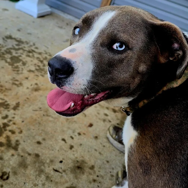 An adult large-sized male Gray / Blue / Silver Mixed Breed dog named Julius for adoption in Clarksville, TN